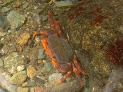 balsahan river freshwater crab picture